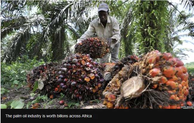 Palm Oil Industry